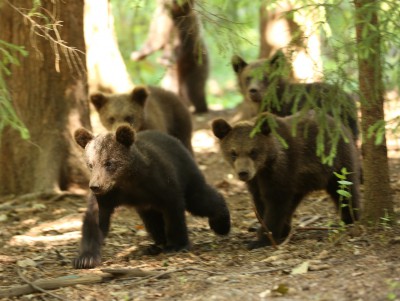 Сотрудники Центра спасения медвежат-сирот показали подросших подопечных  - Новости ТИА