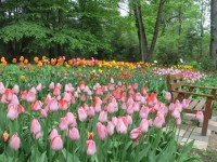 15 мая Ботанический сад приглашает на "Бал тюльпанов" - Новости ТИА