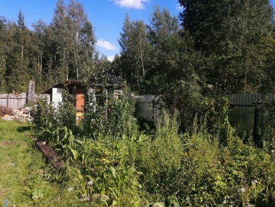 Мужчина на дачном участке в Калининском районе выращивал коноплю - Новости ТИА