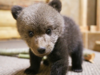 Спасённого в Тверской области медвежонка назвали Умкой - новости ТИА