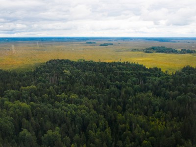Лесной фонд Тверской области увеличится более чем на 270 га - новости ТИА