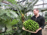 В Тверском ботаническом саду созрели бананы - новости ТИА