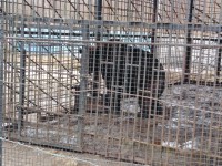 На АЗС в Вышневолоцком районе живут медведи в ужасных условиях - Новости ТИА