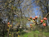 В Твери скоро зацветет сакура - Народные Новости ТИА