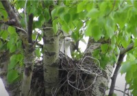 Житель Твери снял видео чайки, отнявшей гнездо у вороны - Новости ТИА