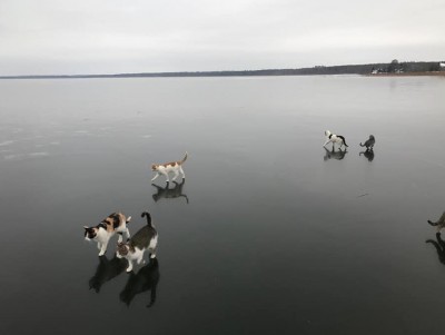 Автор фотографии с котами на льду озера рассказал о своих питомцах - новости ТИА