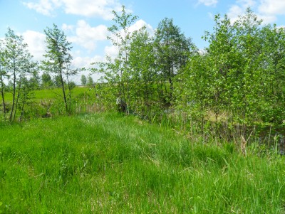 В Тверской области фирма почти 350 гектаров сельхозугодий превратила в лес - новости ТИА