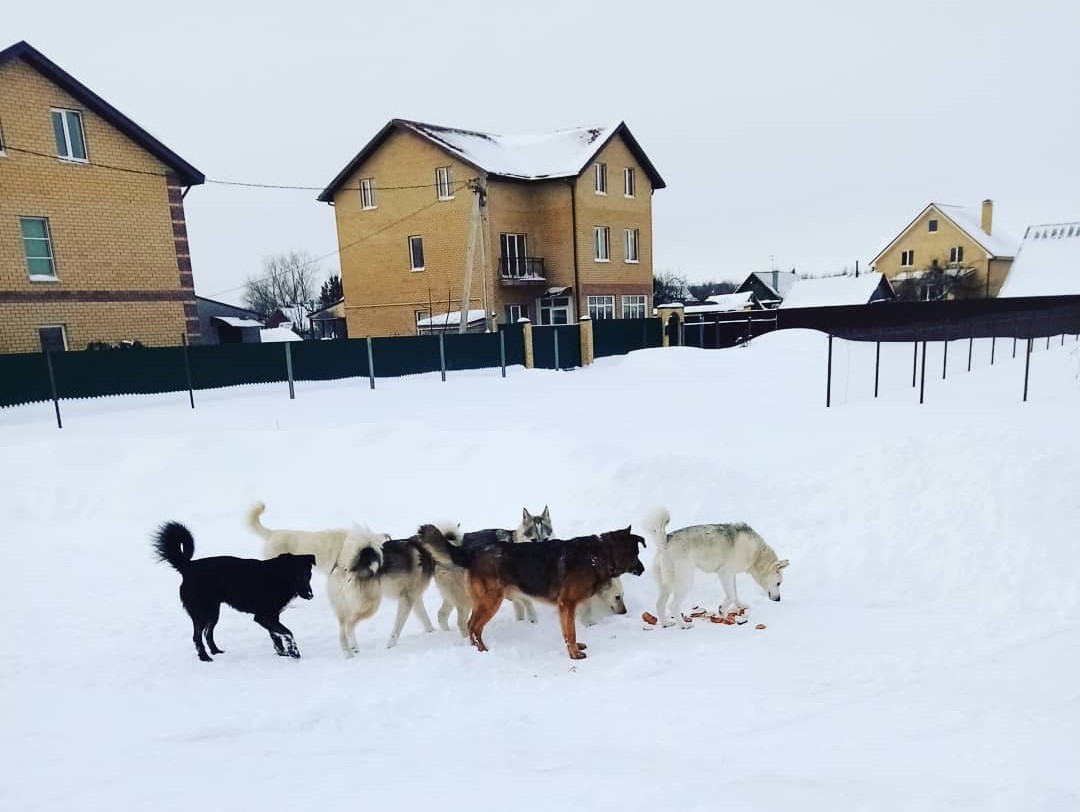 Содержание собак в деревне