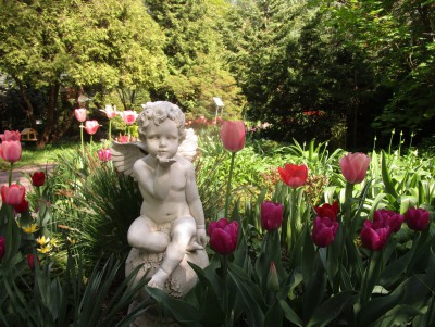 В Ботаническом саду Твери пройдёт Бал тюльпанов - новости ТИА