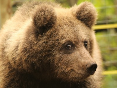 В Тверской области медвежата принимают "грязевые ванны" - новости ТИА