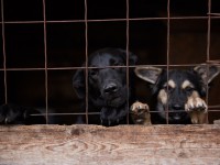 Волонтёры просят помощи в строительстве вольеров для бездомных собак - Новости ТИА