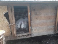 Под Тверью бродячие собаки убили поголовье домашних кроликов - новости ТИА