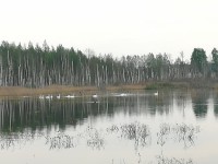 В Твери на развязке на Волоколамском шоссе плавают лебеди - новости ТИА