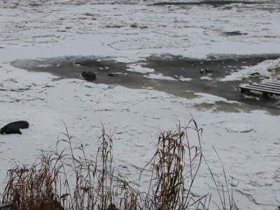 В Тверской области рыбака, провалившегося под лед, спасли с помощью брюк - Новости ТИА