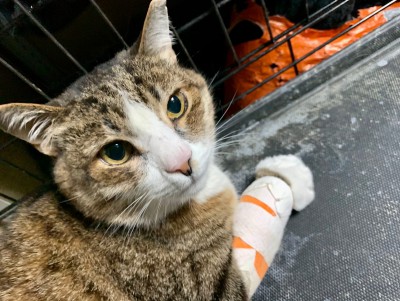 Пострадавший от самовыгула кот Филя и акция в помощь животным - Новости ТИА