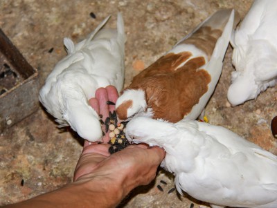 Хохол, бант и лохматушки: ржевский голубевод выводит новую породу  - новости ТИА