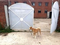 В Тверской области алабай напал на 4-летнюю девочку, ребенок получил тяжелейшие травмы - Новости ТИА