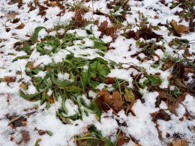В Тверской области в начале недели ожидаются снег и мороз - Новости ТИА