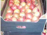 В Кимрах торговали неизвестными яблоками - Новости ТИА