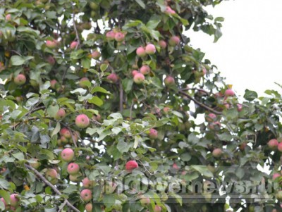 Яблочный Спас: о народных приметах и пользе фрукта - новости ТИА