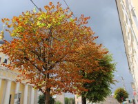 Почему в Твери в июле пожелтели деревья? - Новости ТИА