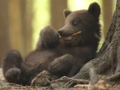 Центр спасения медвежат в Тверской области поделился видео о жизни малышей - Новости ТИА