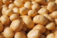 Россельхознадзор советует, как выбрать сорт картофеля - новости ТИА