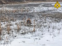 В Тверской области спасли тонущего пса - новости ТИА