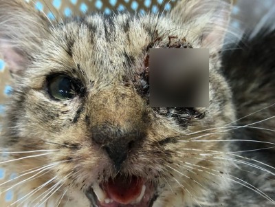 Умирающего от жутких ран кота прооперировали и теперь выхаживают волонтеры - Новости ТИА