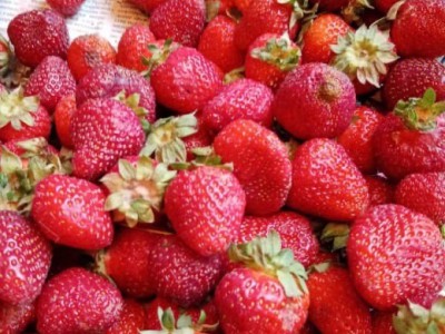 В Твери торговали фруктами и овощами не прошедшими полный санконтроль - Новости ТИА