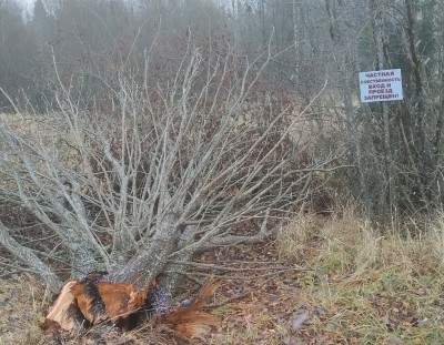 В Тверской области в лесу появились таблички "частная собственность" - Народные Новости ТИА