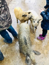 В Тверской области на оленьей ферме свинья прокусила руку ребёнку - новости ТИА