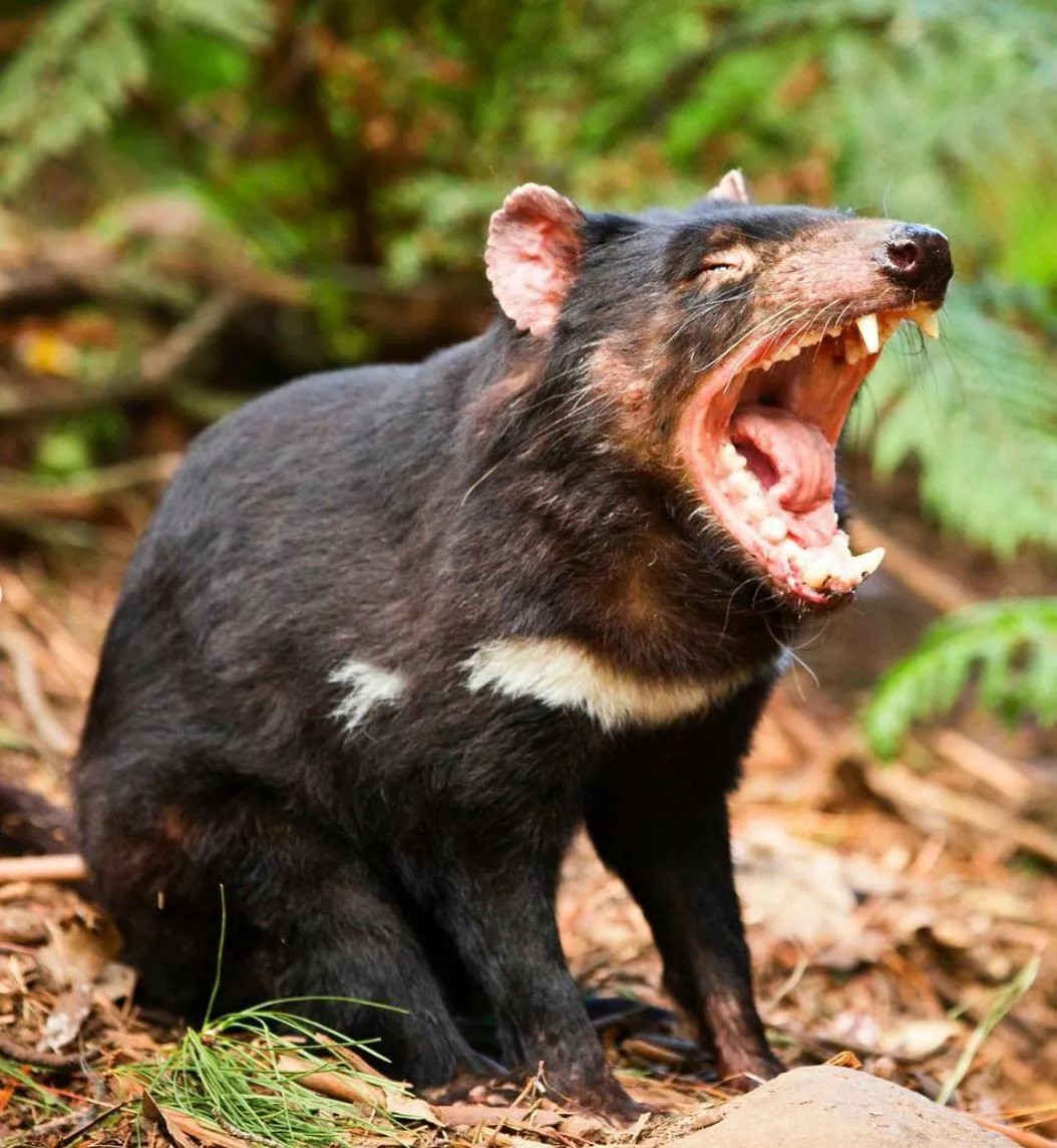 Тасманский дьявол животное Австралии