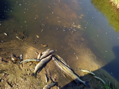В Тверской области из-за демонтажа плотины произошла массовая гибель рыбы - Новости ТИА