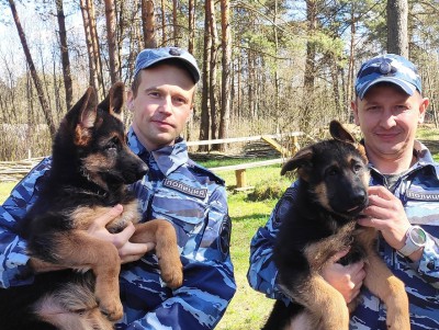 У тверских полицейских-кинологов пополнение - три щенка немецкой овчарки - новости ТИА