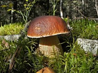 Ученые-микологи МГУ прогнозируют новую волну грибов в конце августа в Тверской области - новости ТИА