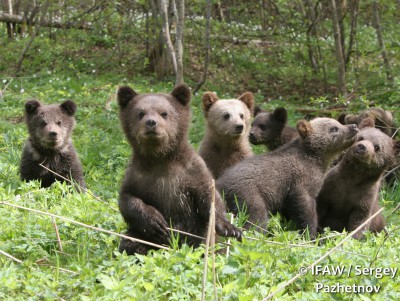 Проект семьи Пажетновых о медведях получил премию "Хрустальный компас" - новости ТИА