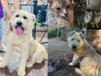 Пёс Бутуз и кот Сапфир: добрые истории бывших тверских бездомышей - новости ТИА