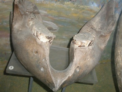 Опубликовано фото челюсти мамонта, найденной в Твери - новости ТИА