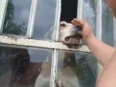 В деревне в Тверской области хозяева "забыли" собаку в запертом доме - новости ТИА