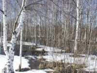 В Тверь пришла весна - Новости ТИА