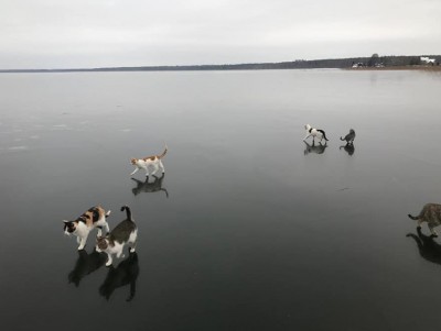 Фото котов из Тверской области, гуляющих по льду, набрали почти 2000 лайков - новости ТИА