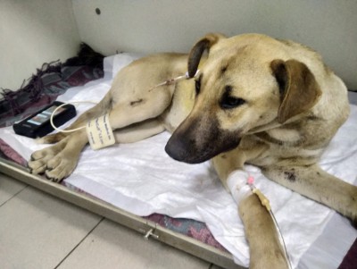 В Твери мужчина на глазах у детей жестоко избил собаку - Новости ТИА
