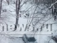 В Пролетарском районе Твери три бродячие собаки напали на мальчика, ребёнок находится в больнице - Новости ТИА