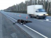 С начала года на дорогах Тверской области произошло более 150 ДТП с участием диких животных - Новости ТИА
