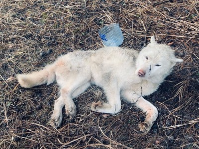 В Твери зоозащитники пытаются спасти сбитого белоснежного хаски - новости ТИА