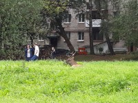 В Твери спасают заблудившегося оленя - Новости ТИА