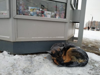 В Твери не будут запрещать кормить бездомных животных на улицах - Новости ТИА