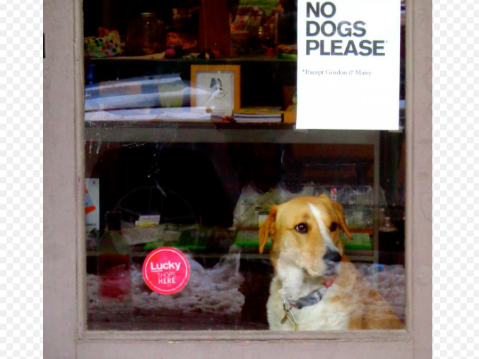 С собакой в продуктовый магазин: законодательство РФ и правила посещения