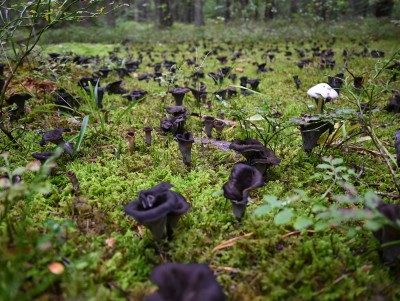 В лесах Тверской области грибники наткнулись на страшные чёрные лисички - новости ТИА
